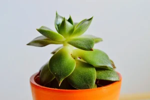 indoor succulent plants list